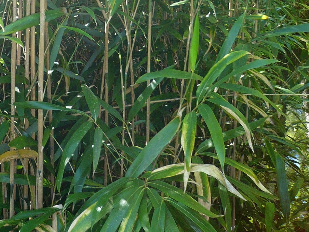 x Pseudosasa japonica (Poaceae)